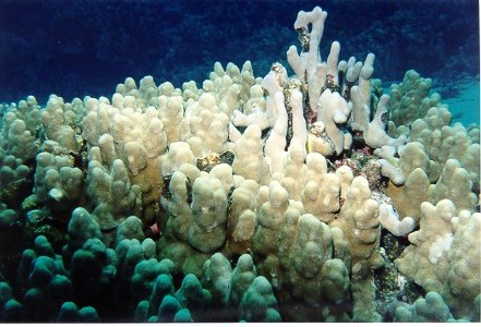 coral1.jpg