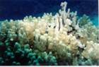 coral1_small.jpg
