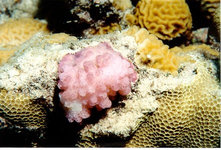 coral3.jpg