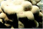 coral4_small.jpg