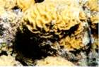 coral7_small.jpg
