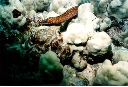 eel1.jpg
