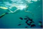 feedingfish2_small.jpg