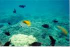 fish12_small.jpg