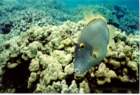 fish16_small.jpg