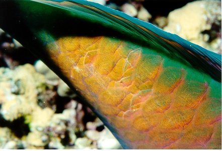 fish18.jpg