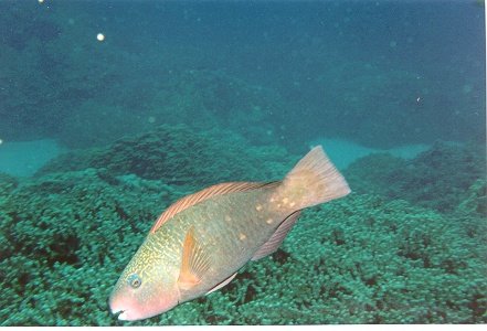 fish2.jpg