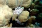 fish20_small.jpg