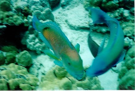 fish22.jpg