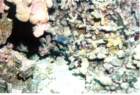 fish6_small.jpg