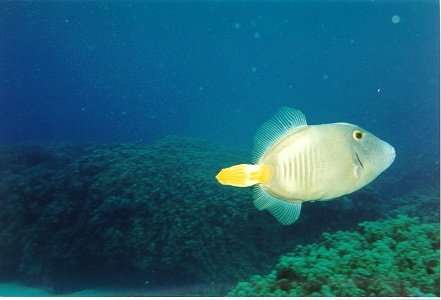 fish7.jpg