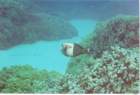 fish8_small.jpg