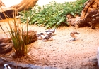 Birds-02