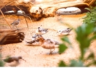 Birds-03