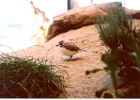 Birds-04