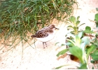 Birds-05
