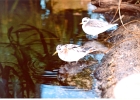 Birds-06