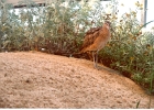 Birds-08