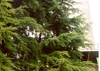 Golden Gate Park-001