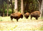 Golden Gate Park Bison-01