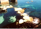Monterey Aquarium-02
