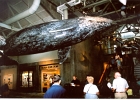 Monterey Aquarium-03