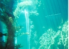 Monterey Aquarium-06