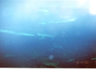 Monterey Aquarium-08
