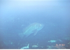 Monterey Aquarium-09