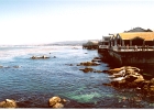 Monterey Aquarium-13