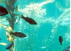 Monterey Aquarium-14