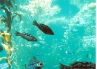 Monterey Aquarium-15