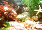 Monterey Aquarium-16