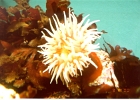 Monterey Aquarium-17