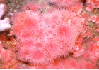 Monterey Aquarium-18