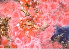 Monterey Aquarium-19