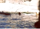 Monterey Aquarium Sea Otters-09