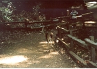 Muir Woods-02