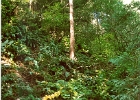 Muir Woods-05