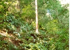 Muir Woods-06