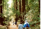 Muir Woods-07