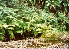Muir Woods-10