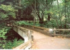 Muir Woods-14