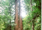 Muir Woods-16