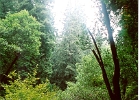 Muir Woods-17
