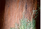 Muir Woods-21