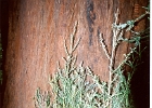 Muir Woods-22