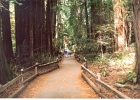 Muir Woods-23