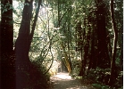 Muir Woods-32