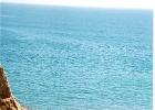 Pelicans-02